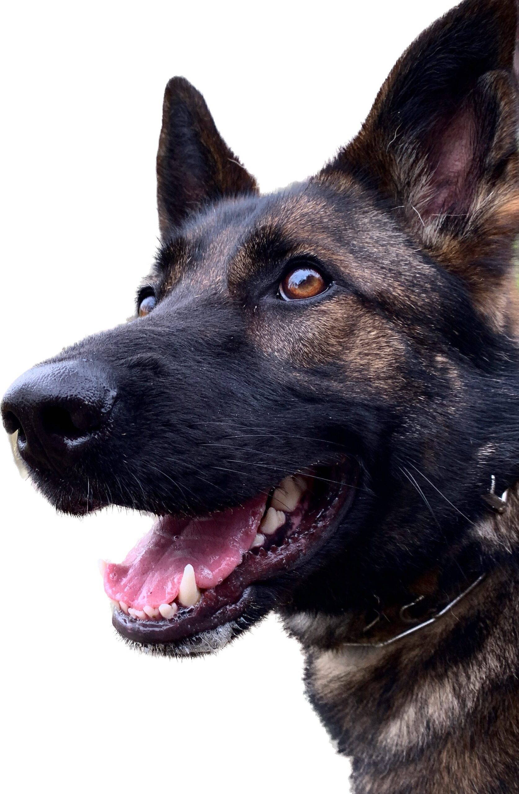 Episode 28. Defending Pets The Legality of Using Force (plus ATF